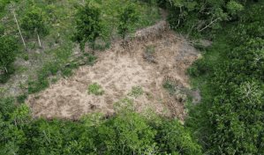 Colombia registr&oacute; en 2023 la cifra de deforestaci&oacute;n m&aacute;s baja en 23 a&ntilde;os