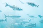 Predicen cambios en la población de peces del Atlántico Norte y Ártico