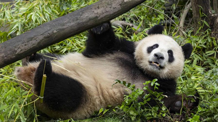 Pareja de pandas de China se aclimatan a su nuevo hogar en el zoo de San Diego