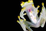 Descubren en Ecuador una nueva especie de rana de cristal Descubren en Ecuador una nueva especie de rana de cristal