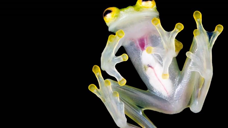 Descubren en Ecuador una nueva especie de rana de cristal