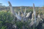 Un raro cactus es la primera especie de EE.UU. en desaparecer por aumento de nivel del mar Un raro cactus es la primera especie de EE.UU. en desaparecer por aumento de nivel del mar