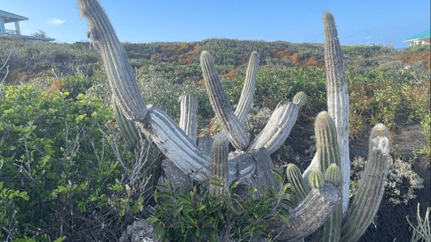 Un raro cactus es la primera especie de EE.UU. en desaparecer por aumento de nivel del mar