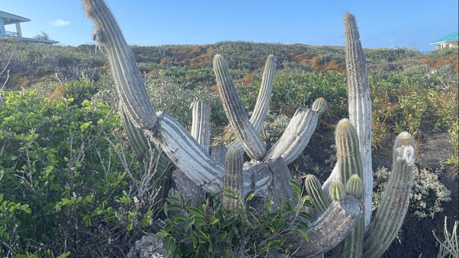 Un raro cactus es la primera especie de EE.UU. en desaparecer por aumento de nivel del mar