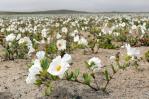 Inusuales lluvias hacen florecer al desierto más árido del mundo Inusuales lluvias hacen florecer al desierto más árido del mundo