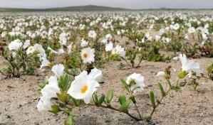 Inusuales lluvias hacen florecer al desierto más árido del mundo