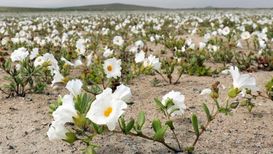 Inusuales lluvias hacen florecer al desierto más árido del mundo