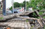 Jamaica restituye electricidad al 84 % de los clientes y agua al 65 % tras paso de Beryl Jamaica restituye electricidad al 84 % de los clientes y agua al 65 % tras paso de Beryl