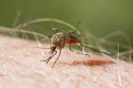 República Dominicana confirma casi mil casos de dengue y nueve muertes República Dominicana confirma casi mil casos de dengue y nueve muertes