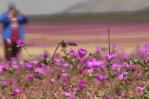 Inusuales lluvias hacen florecer el árido desierto de Atacama en Chile