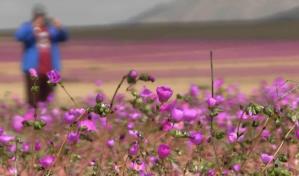 Inusuales lluvias hacen florecer el árido desierto de Atacama en Chile