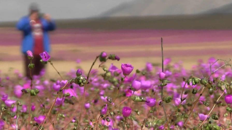 Inusuales lluvias hacen florecer el árido desierto de Atacama en Chile