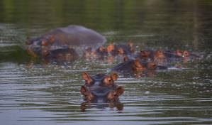 Muere Vanessa, icónico hipopótamo de una hacienda en Colombia que perteneció al capo Pablo Escobar