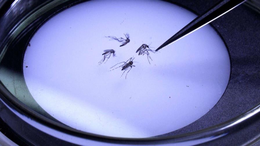 Los mosquitos modificados biológicamente buscan terminar con el dengue