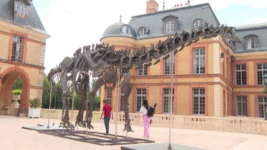 Se subastará en Francia el fósil del dinosaurio más grande jamás puesto a la venta