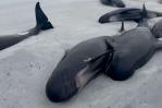 Trágico varamiento de ballenas en Escocia
