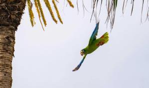 Conferencia Internacional BirdsCaribbean reunirá a seguidores de las aves en Santo Domingo
