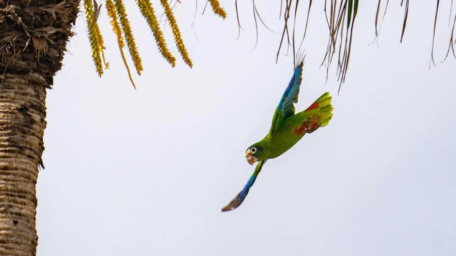 Conferencia Internacional BirdsCaribbean reunirá a seguidores de las aves en Santo Domingo