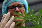 Bahamas presenta ley para regular la industria del cannabis con fines médicos y religiosos Bahamas presenta ley para regular la industria del cannabis con fines médicos y religiosos