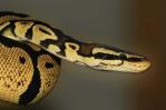 Día Mundial de la Serpiente: temidas, odiadas, queridas o veneradas Día Mundial de la Serpiente: temidas, odiadas, queridas o veneradas