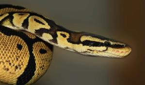 Día Mundial de la Serpiente: temidas, odiadas, queridas o veneradas