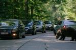 Rumania duplica sus cuotas de caza de osos tras la muerte de una excursionista Rumania duplica sus cuotas de caza de osos tras la muerte de una excursionista