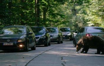 Rumania duplica sus cuotas de caza de osos tras la muerte de una excursionista