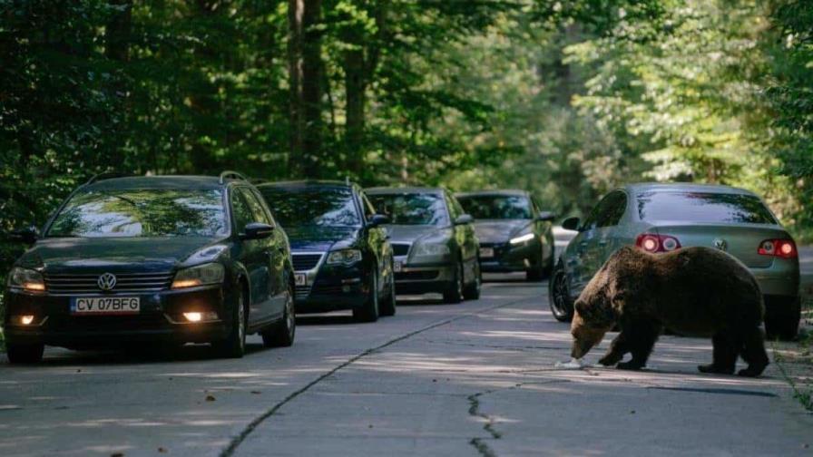 Rumania duplica sus cuotas de caza de osos tras la muerte de una excursionista