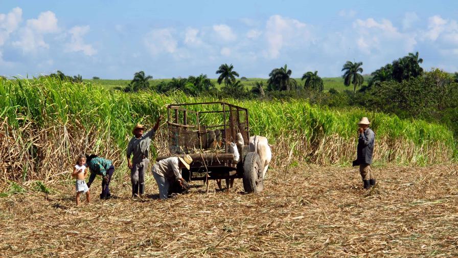 Falta de mano de obra obliga a empresa azucarera en Cuba a contratar presos