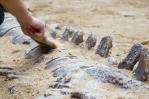 Investigadores brasileños descubren un fósil de dinosaurio tras fuertes lluvias en Rio Grande do Sul
