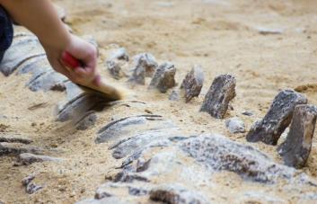 Investigadores brasileños descubren un fósil de dinosaurio tras fuertes lluvias en Rio Grande do Sul