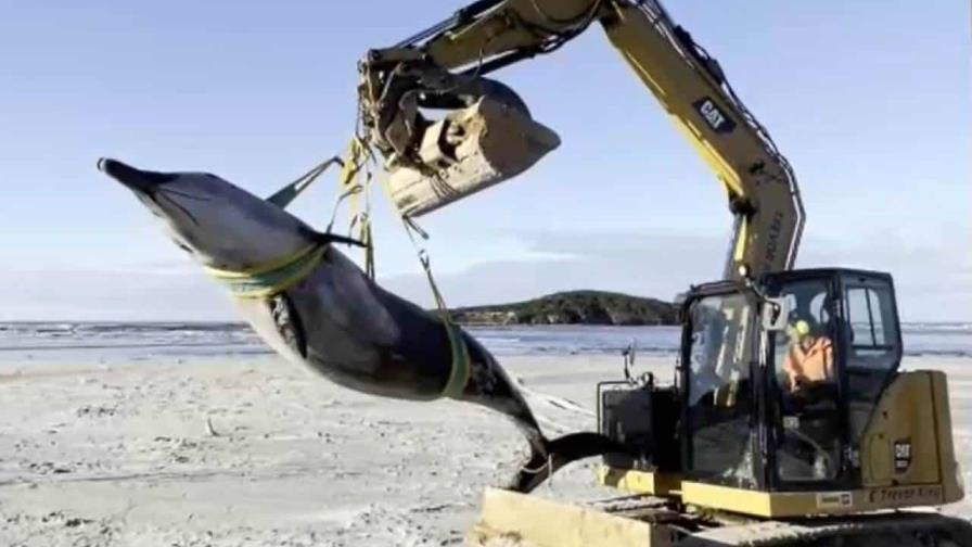 Hallan el cadáver de la que podría ser la ballena más rara del mundo en Nueva Zelanda