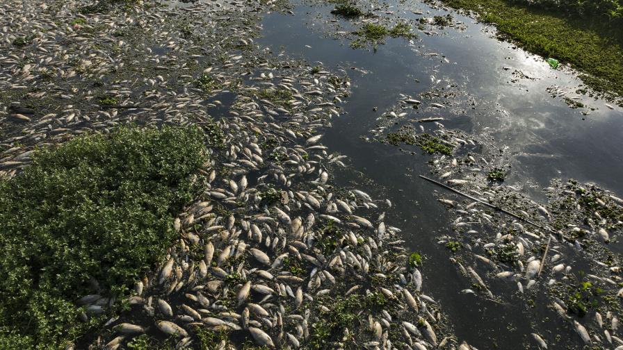 Toneladas de peces muertos cubren río de Sao Paulo tras el supuesto vertido de residuos industriales