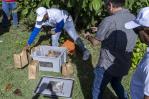 La lucha contra la plaga de la mosca del Mediterráneo en República Dominicana