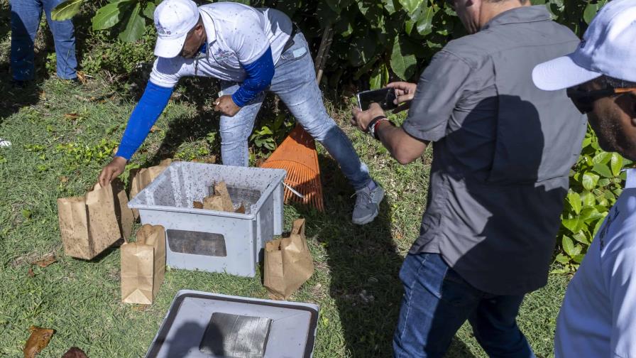 La lucha contra la plaga de la mosca del Mediterráneo en República Dominicana