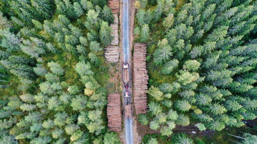 Los bosques perduran como sumideros de carbono pese a las presiones regionales