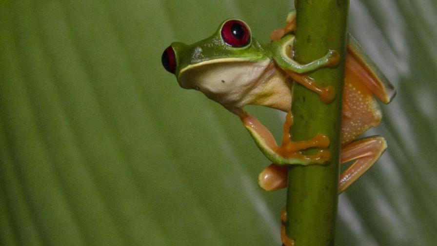 Descubren que rana endémica de Centroamérica eclosiona antes si hay calor para sobrevivir