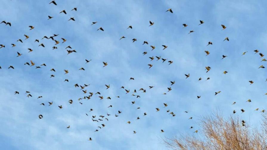 Pueblo argentino atormentado por una invasión de loros