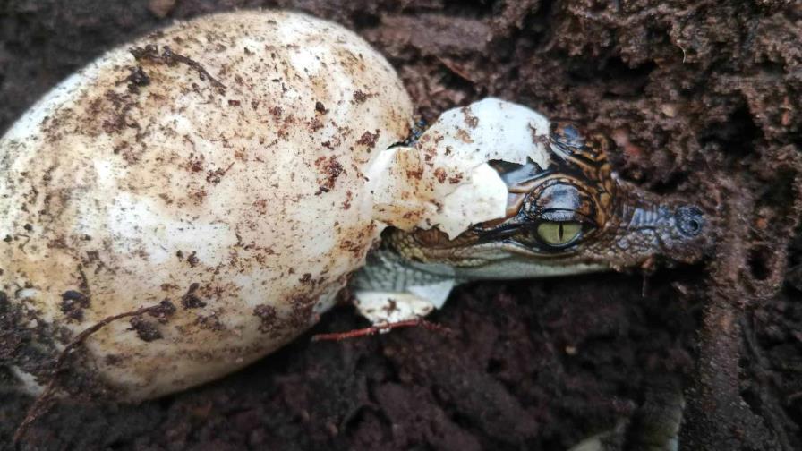 Nacen 60 crías del casi extinto cocodrilo siamés en una zona selvática de Camboya