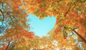 Ingredientes para tu bienestar: gratitud y esperanza