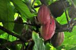 Las empresas se ponen al día para exportar cacao a la Unión Europea bajo nuevas reglas
