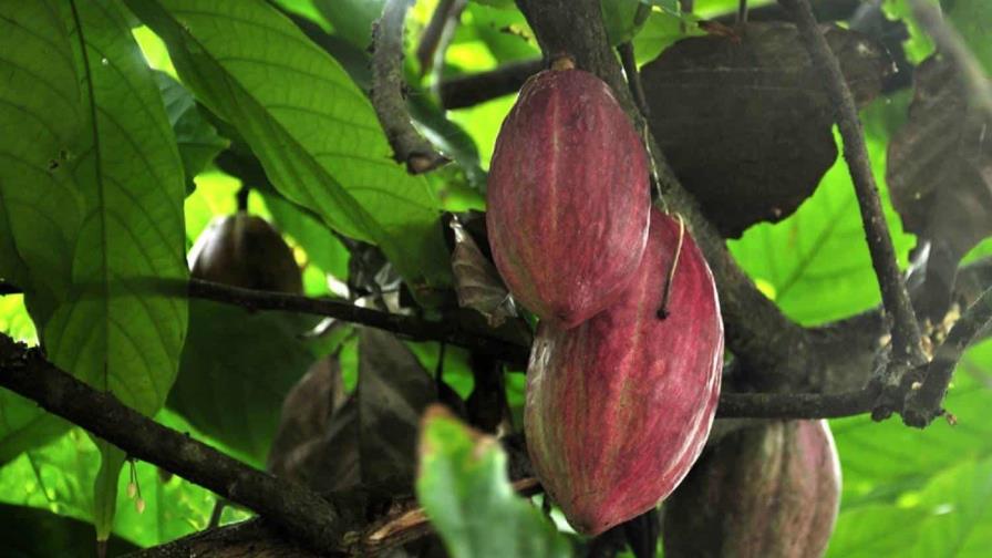 Las empresas se ponen al día para exportar cacao a la Unión Europea bajo nuevas reglas