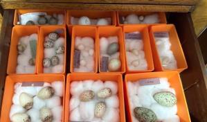 Australia incauta 3,400 huevos, incluidas especies protegidas, valoradas en 308,000 euros