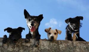Día Mundial del Perro: la celebración del "mejor amigo del hombre"
