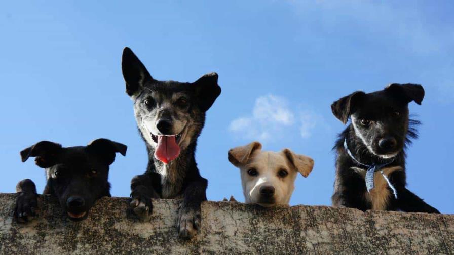 Día Mundial del Perro: la celebración del "mejor amigo del hombre"