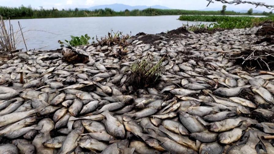 En México, rescatan al lago de Pátzcuaro con peces blancos y limpieza de manantiales