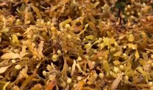 Sargazo en el Caribe, un problema que requiere soluciones urgentes y a gran escala