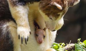 Segunda cr&iacute;a de canguros arbor&iacute;colas se deja ver en Zool&oacute;gico del Bronx