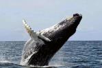 RD aboga por no aprobar ampliación de permiso para caza comercial de ballenas