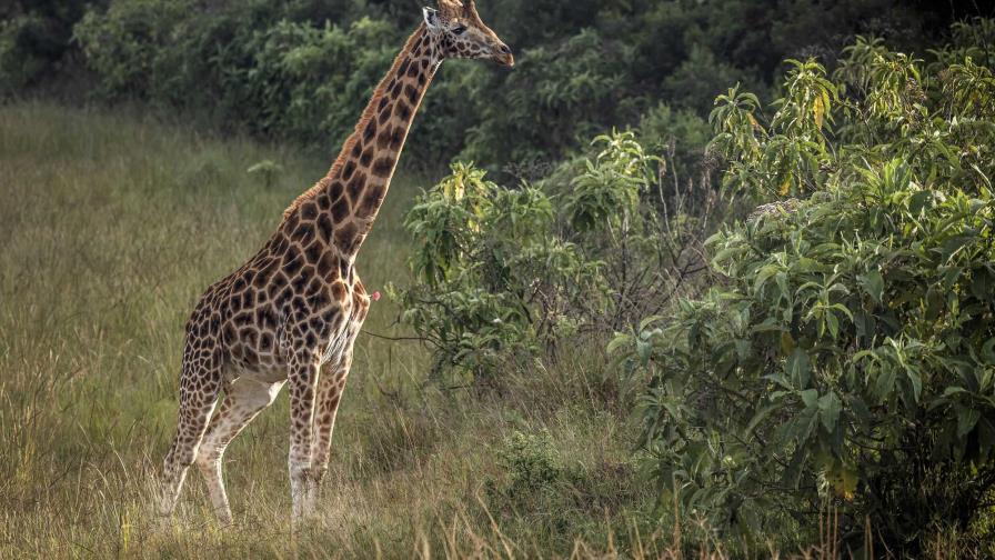 Jirafas para tejer la paz entre comunidades enfrentadas en Kenia